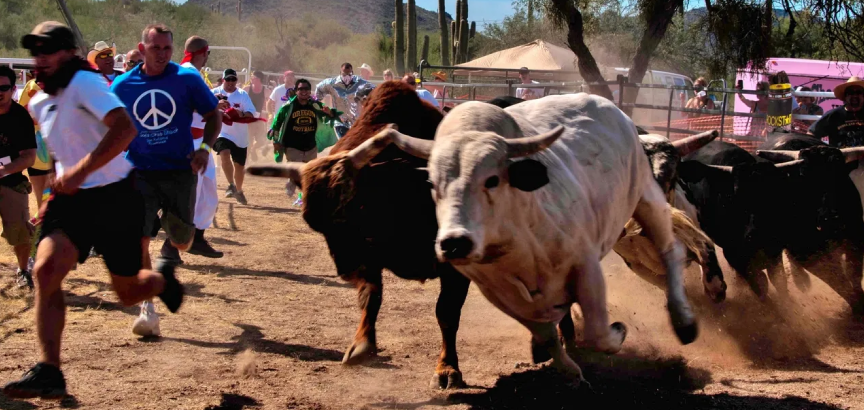 A bull and a cow are walking in the dirt.