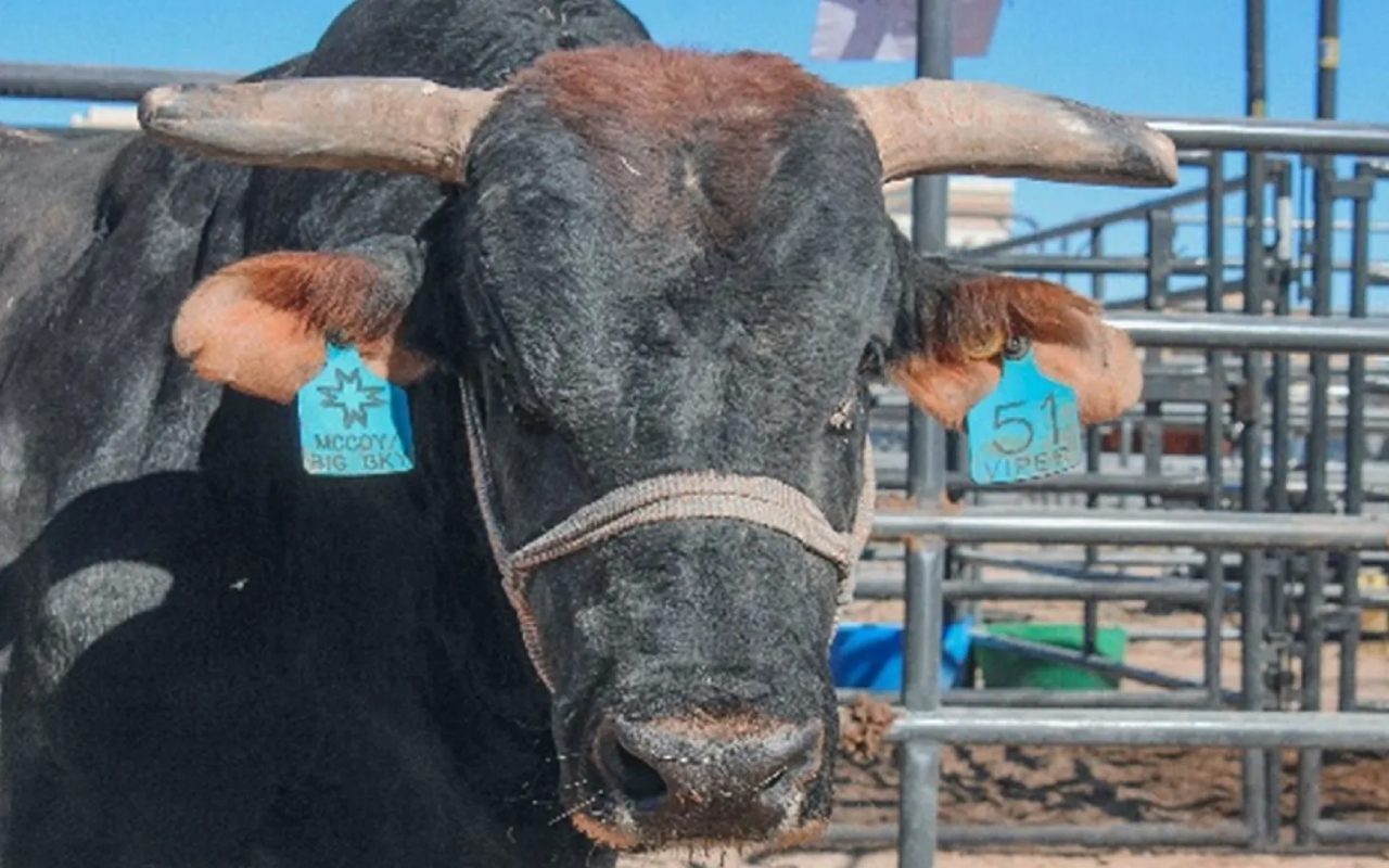 A black bull with blue tags on its head.