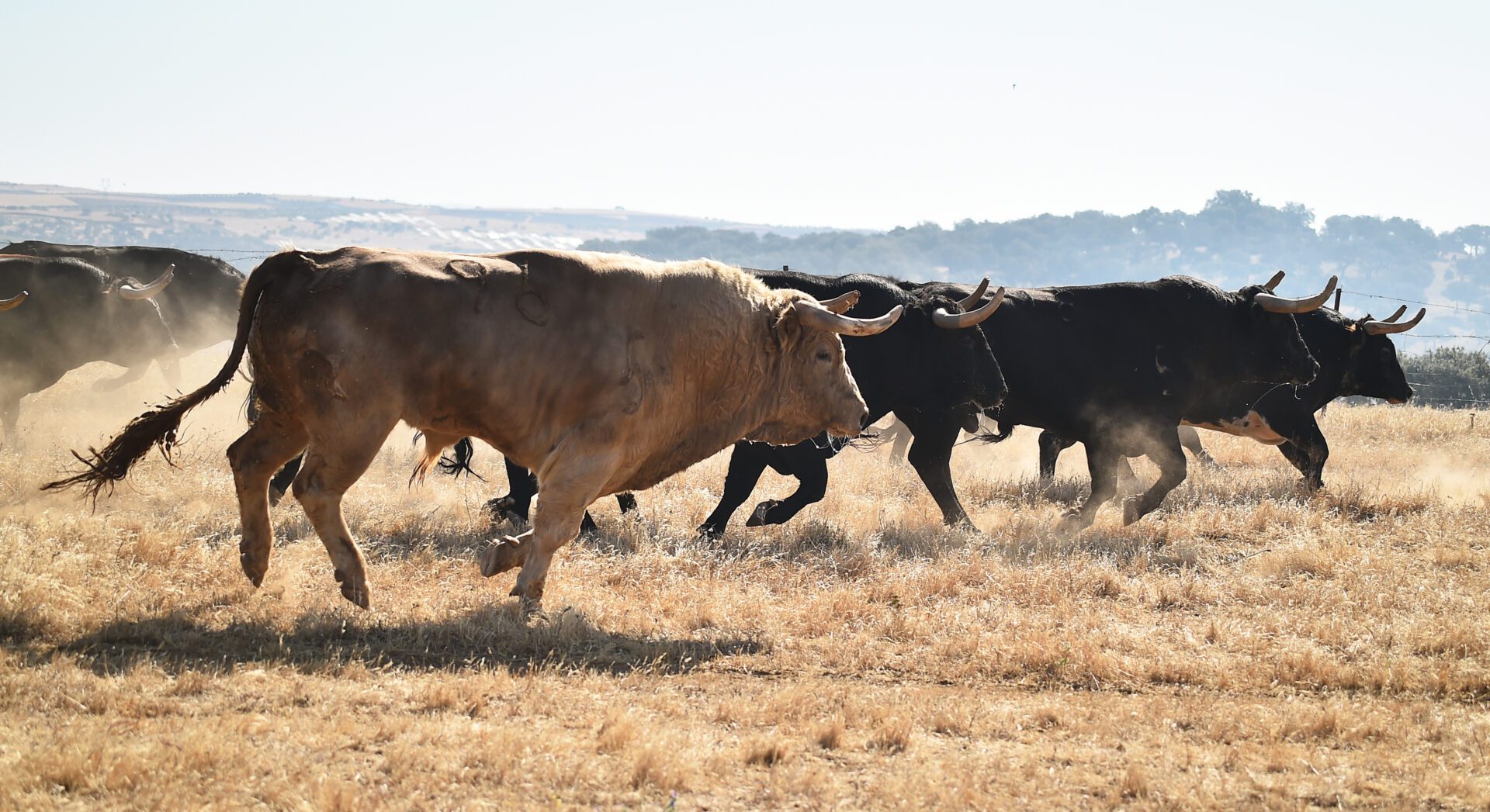 Bull Run Festival