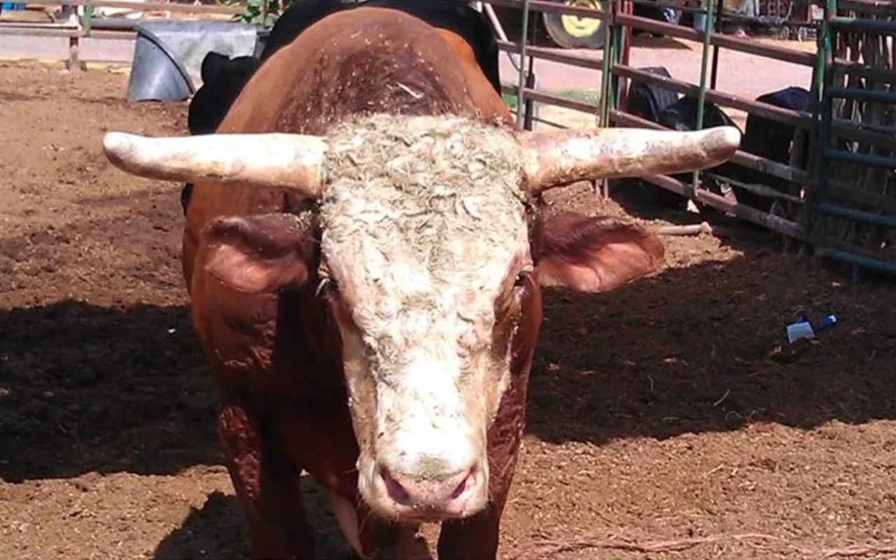 A cow with horns is standing in the dirt.