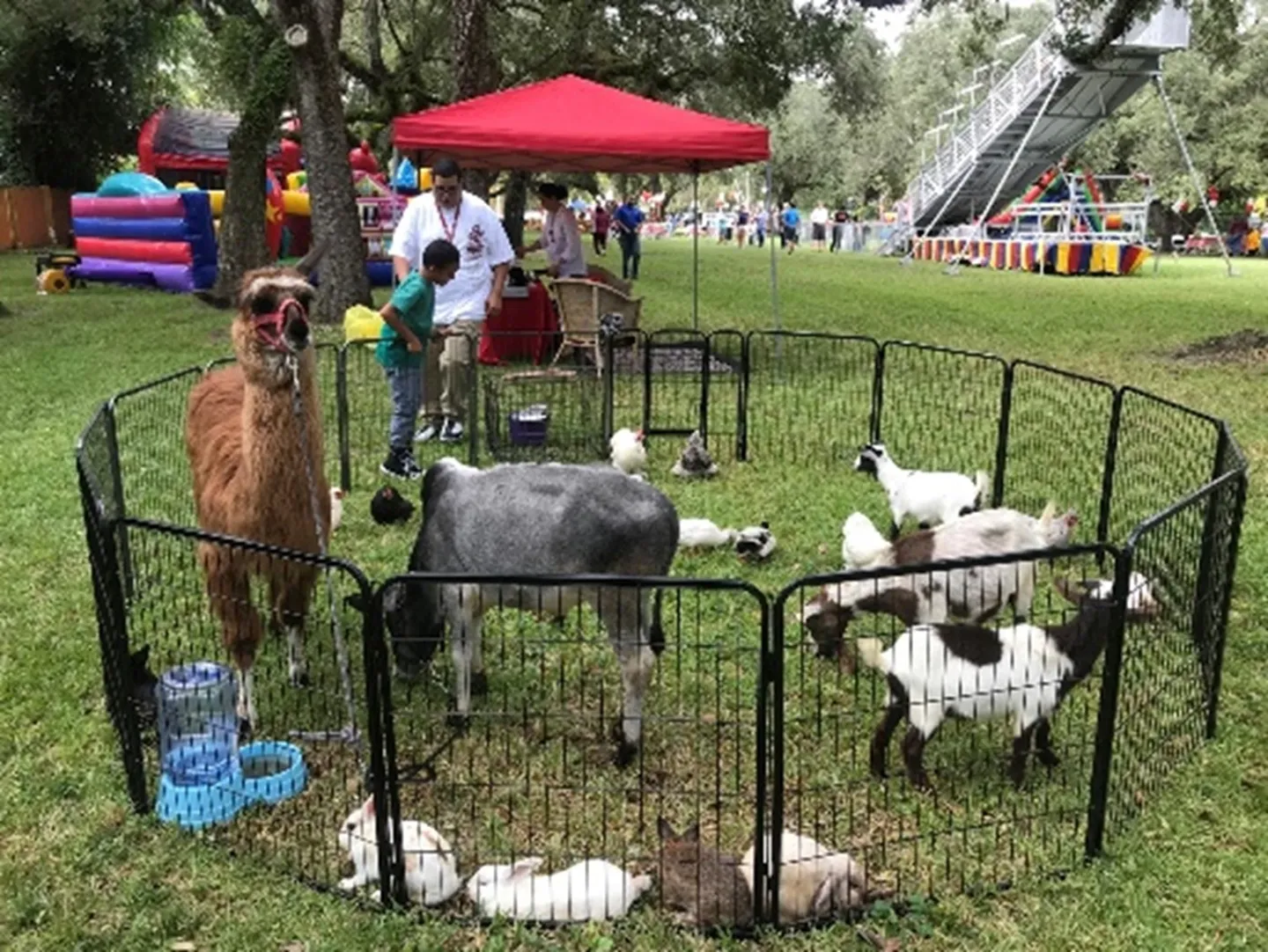 A dog and some goats in a fenced area