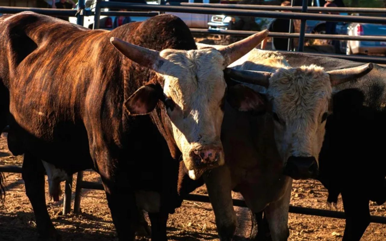 A couple of cows standing next to each other.