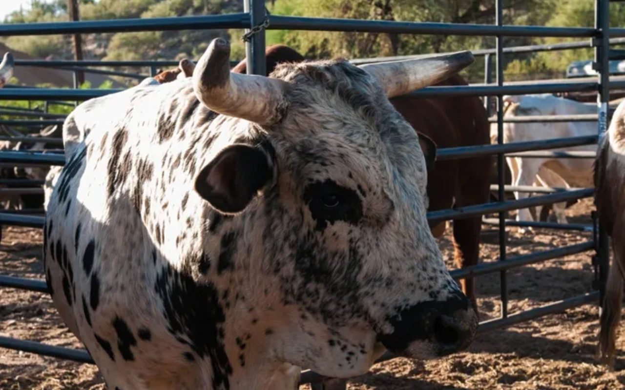 A cow with horns standing in the dirt.