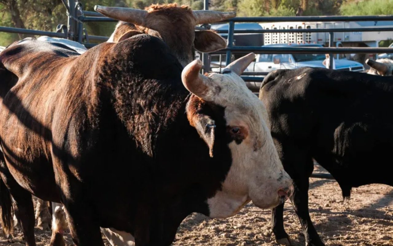 A couple of cows are standing in the dirt