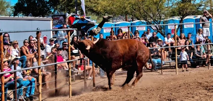 A bull is bucking in front of a crowd.