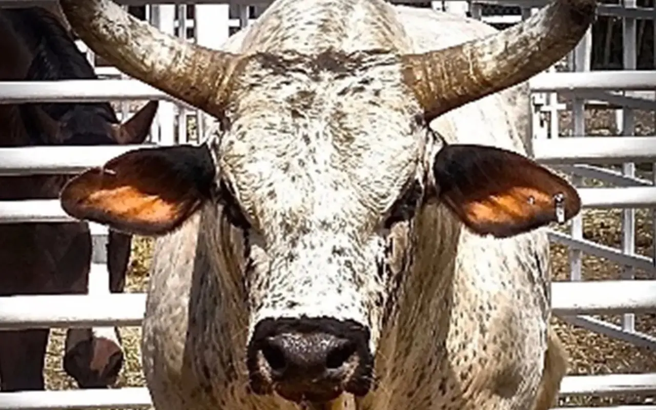 A close up of the head and horns on a cow.