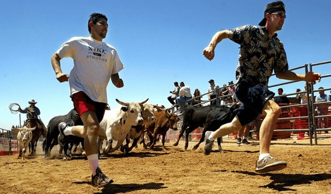 A group of men playing soccer with bulls.