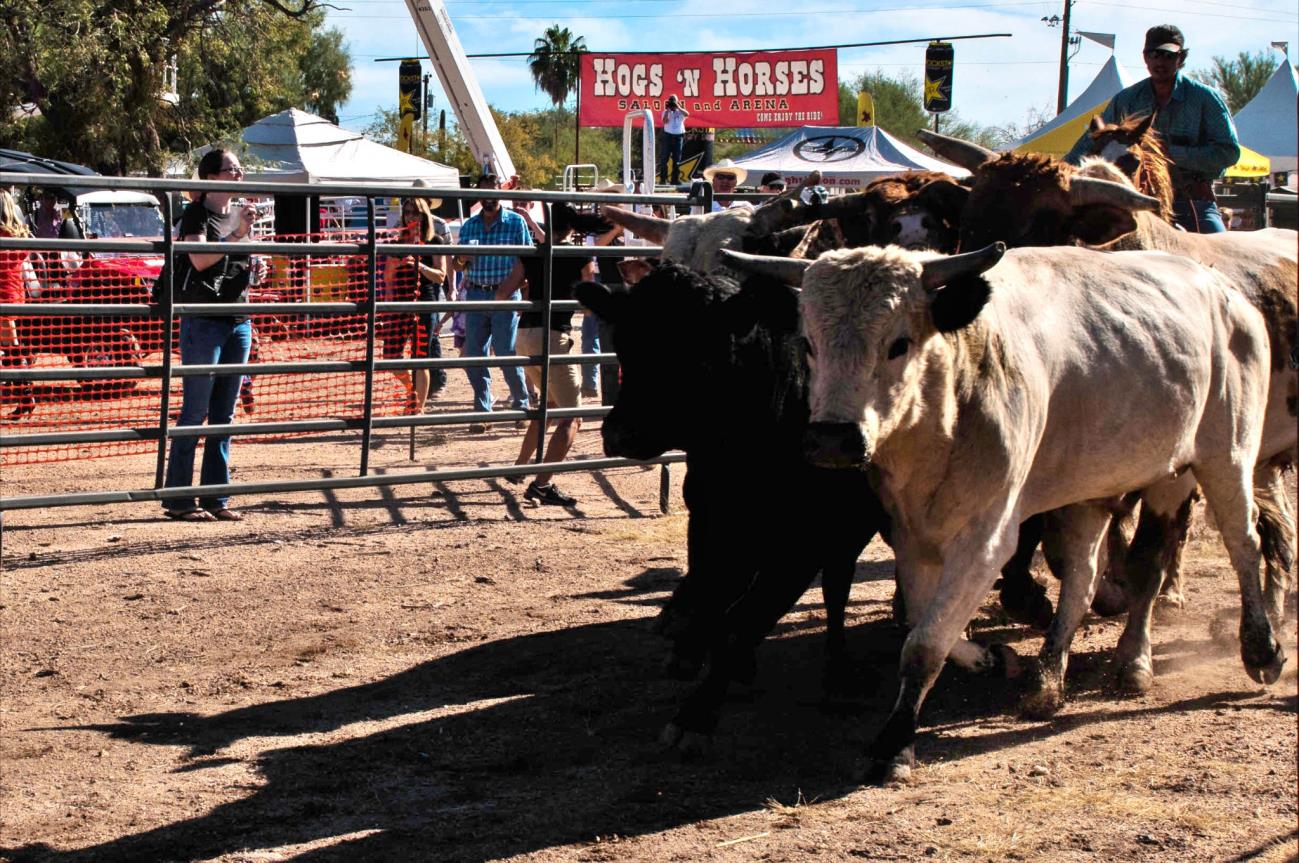 A group of cows walking around in an arena.