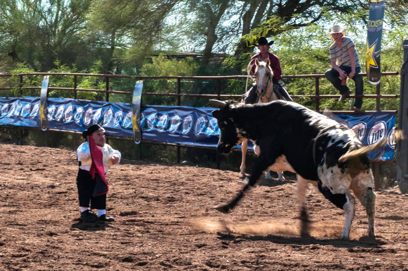 A young child is watching a cow in the dirt.