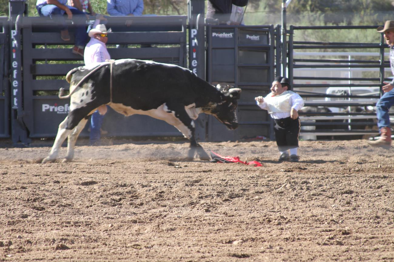 A person is standing in the dirt with a cow.