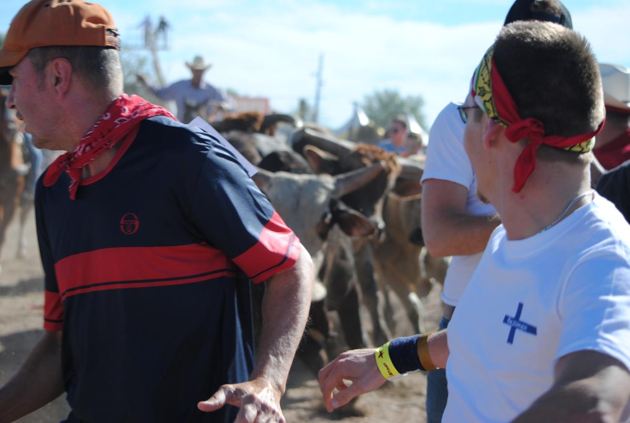 A man and boy in front of a herd of cattle.