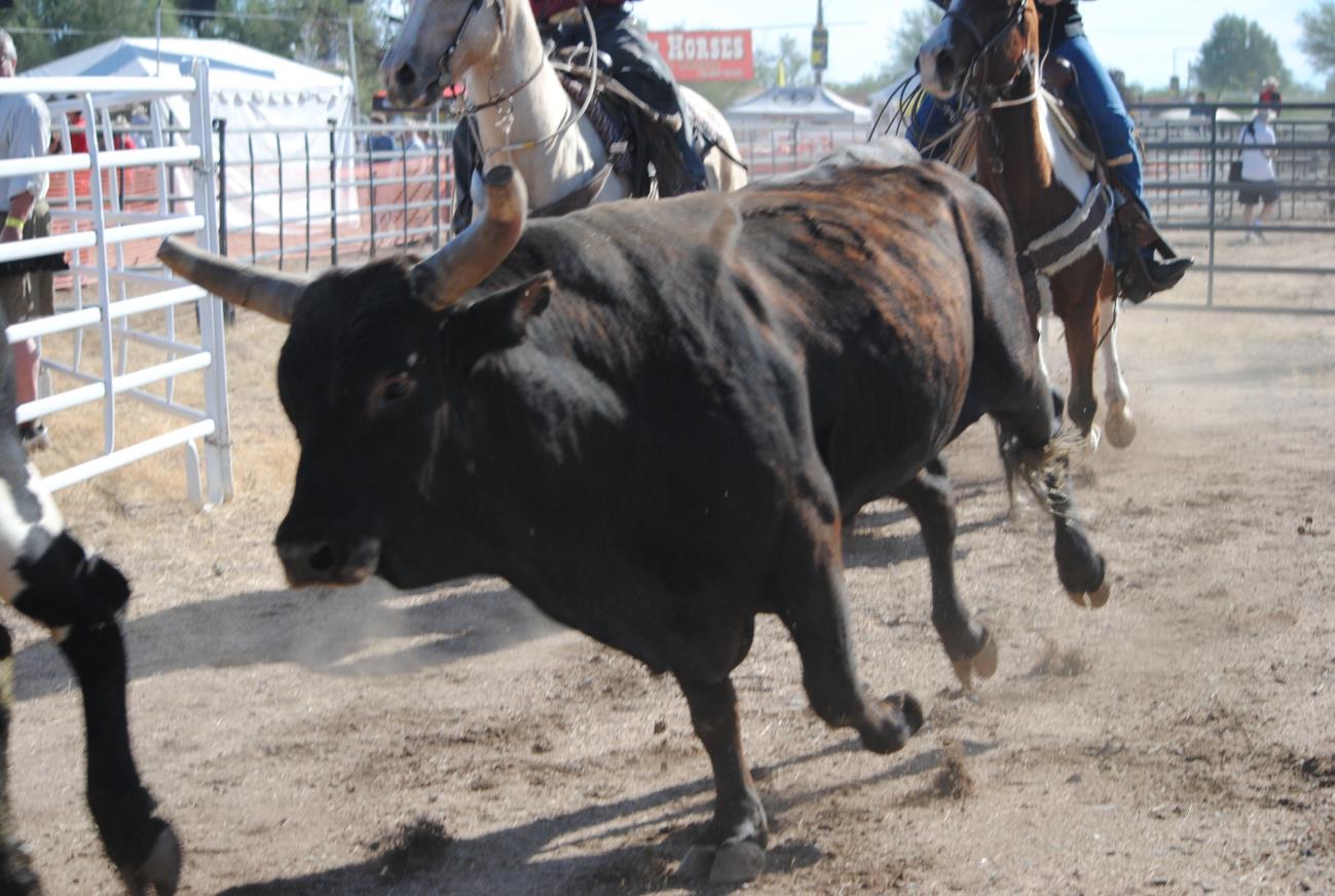 A bull is running in the dirt while two other bulls are on it.