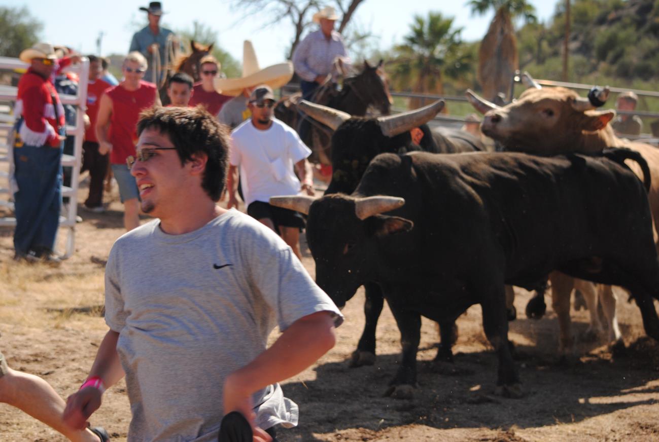 A man walking in front of several bulls.