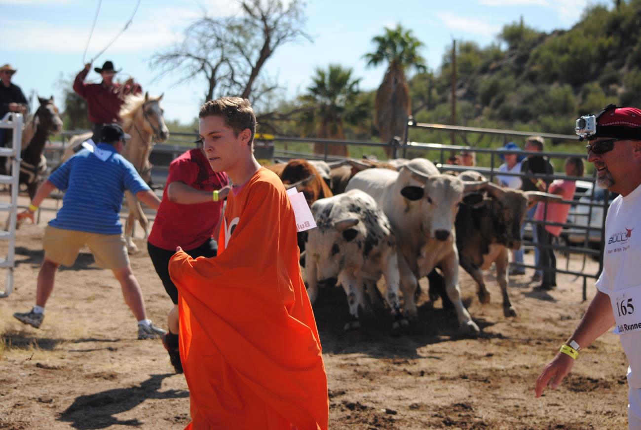 A man in orange is walking with some cows