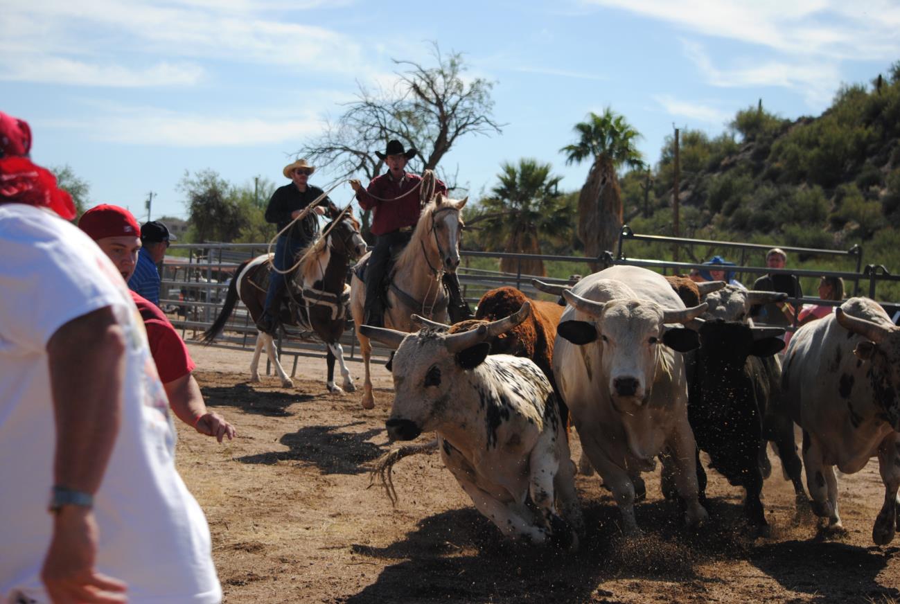 A group of people riding horses and cattle.