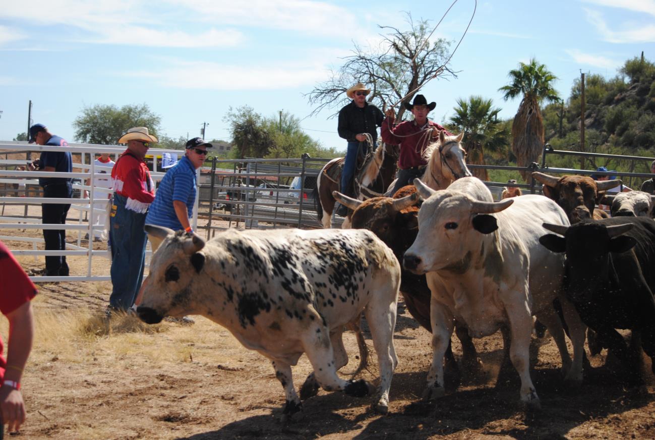 A group of people riding on the backs of cows.