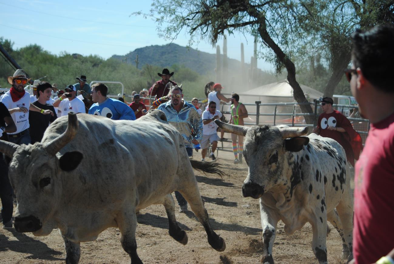 A group of people watching two cows in the dirt.