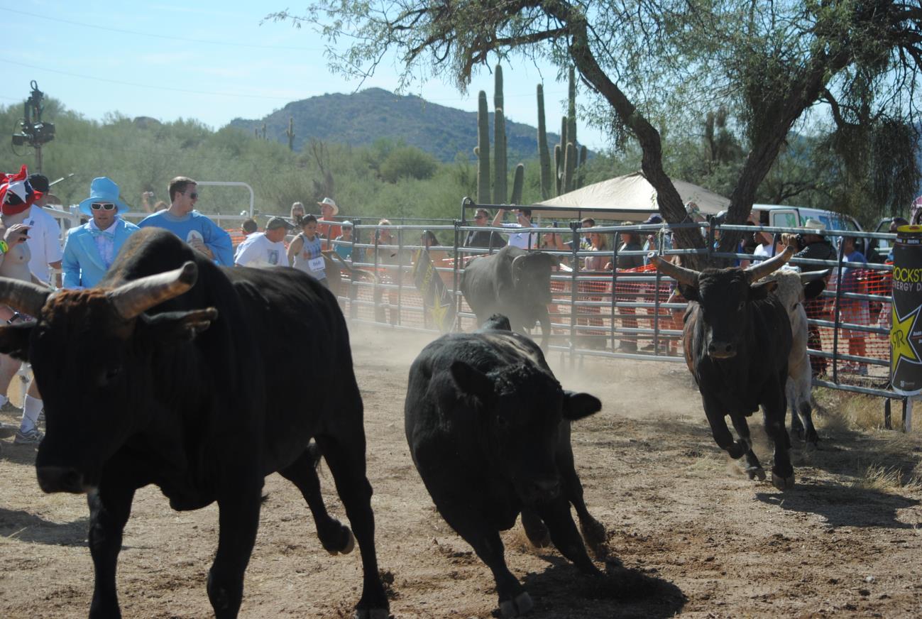 A group of bulls are running around in the dirt.